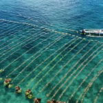 seaweed